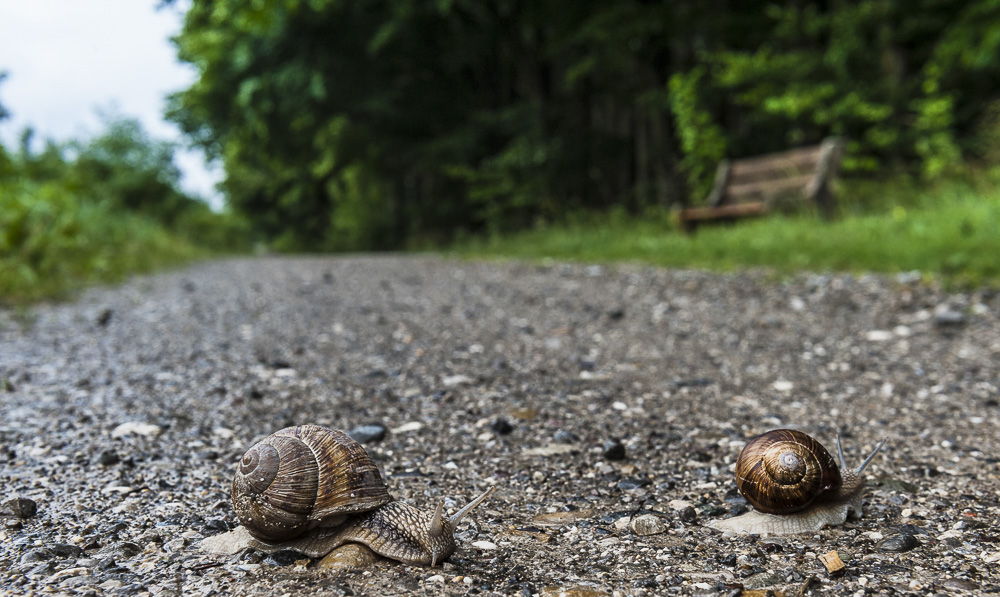 3. Platz Johann Kerler
